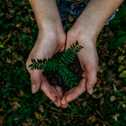 A pair of hands are holding a plant.